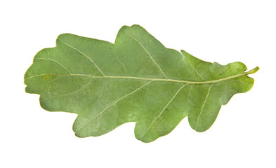 Obraz premium oak leaves