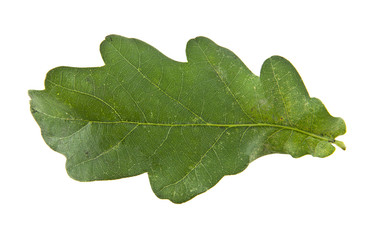oak leaves