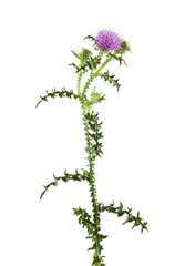 Fototapeta premium milk Thistle