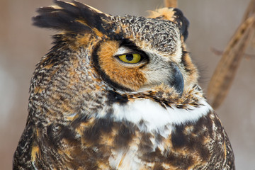 Great Horned Owl Close Up