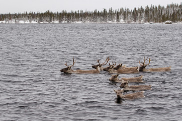 Caribous des bois à la nage