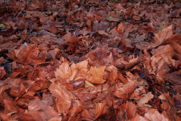Waldboden, bedeckt mit gefallenem Herbstlaub 
