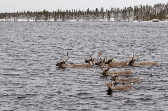 Caribous des bois &agrave; la nage