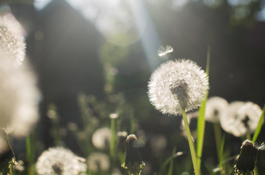 Fototapeta Dandelions on a sunny day with lens flare