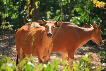 Banteng cow  / Bos javanicus