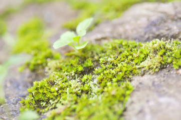 bryophyta, moss on the rock