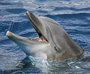 Crédence de cuisine en verre imprimé Dauphin Close-up of dolphin