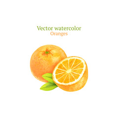 Watercolor vector oranges