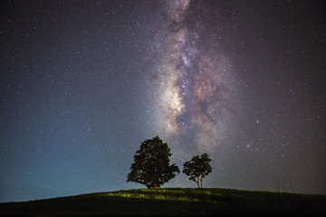 Milky Way and silhouette tree