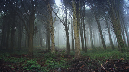 Fototapeta premium Magic forest with mist, Sintra Portugal