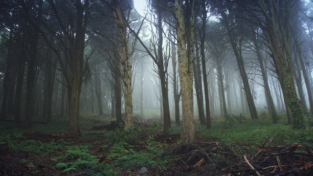 Fototapeta Magic forest with mist, Sintra Portugal