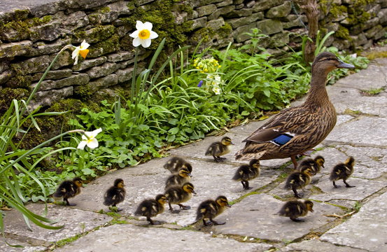 Mallard duck with her twelve ducklings in an English country garden