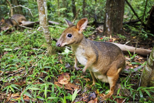 Red-legged Pademelon in the rainforest, Daintree, Queensland