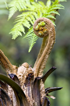 Young frond fern unrolls in the Royal Botanical Gardens, Sydney