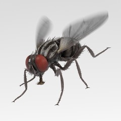 realistic 3d render of musca domestica - common fly