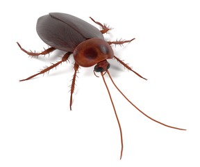 realistic 3d render of periplaneta americana
