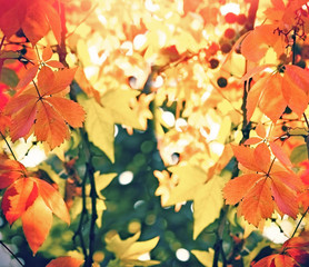 beautiful autumnal leaves in late afternoon illuminated with autumn sunlight