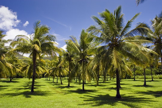 Palm trees in the Thala Beach area of Port Douglas