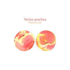 Watercolor vector peaches
