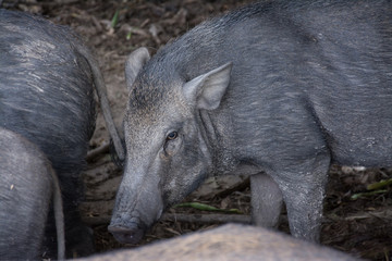 Wild boar eating food at farm
