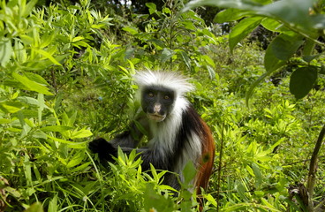 Zanzibar Red Colobus monkey, one of Africa's rarest primates 