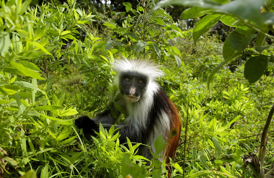 Zanzibar Red Colobus monkey, one of Africa's rarest primates 