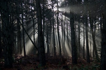 Forest lightshafts