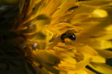 ragno giallo