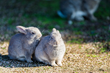 Cute rabbits in rabbit island