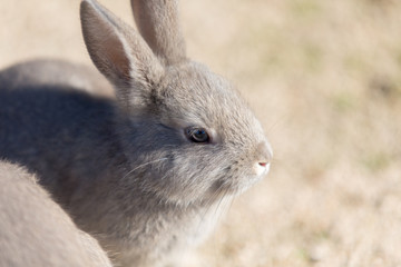Cute rabbits in rabbit island