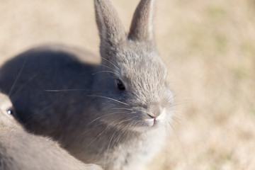 Cute rabbits in rabbit island