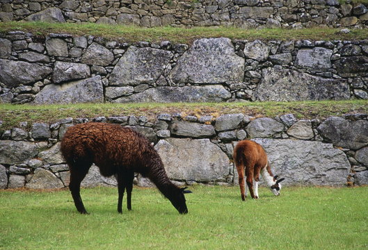 Llamas graze by Machu Picchu ruins of Inca citadel in Peru