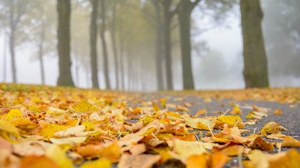 A blanket of autumn leaves on the ground