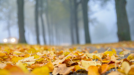 Naklejka na ściany i meble A blanket of autumn leaves on the ground