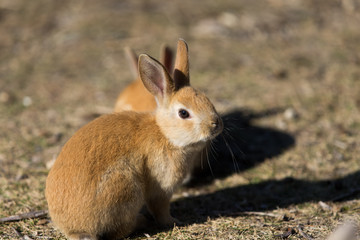 Cute rabbits in rabbit island