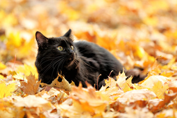 Fototapeta premium Cute black cat on leaves in autumn park