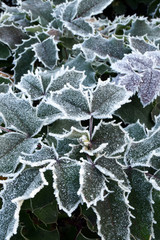 The cold has arrived this year - Lombardy - Italy