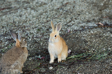 Cute rabbits in rabbit island