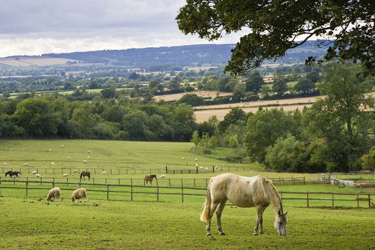 Horses and sheep grazing in paddock at Chastleton in the Cotswolds.
