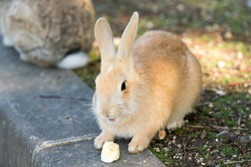 Cute rabbits in rabbit island