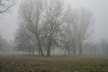 Natural Fog on park in Turin,Italy