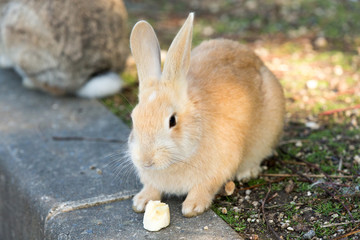 Cute rabbits in rabbit island