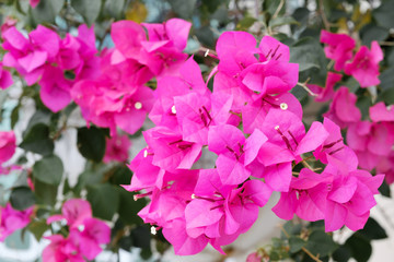 Pink Bougainvillea flowers