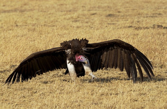 Lappet Faced Vulture Grumeti, Tanzania