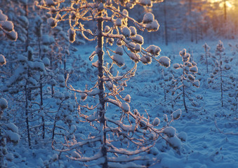 Winter snowy forest at sunset.