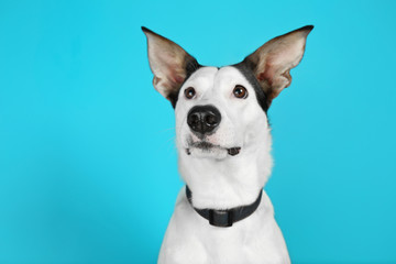 Funny Andalusian ratonero dog on blue background