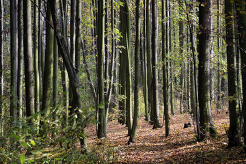 Forest