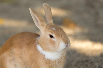 Cute rabbits in rabbit island