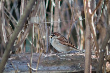 sparrow on a branch of tree at the manger.