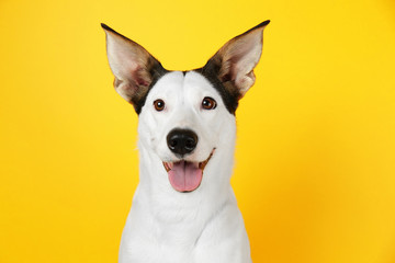 Grappige Andalusische ratonero hond op gele achtergrond